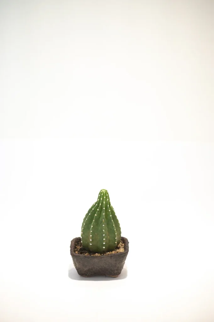 Small cactus on a white background